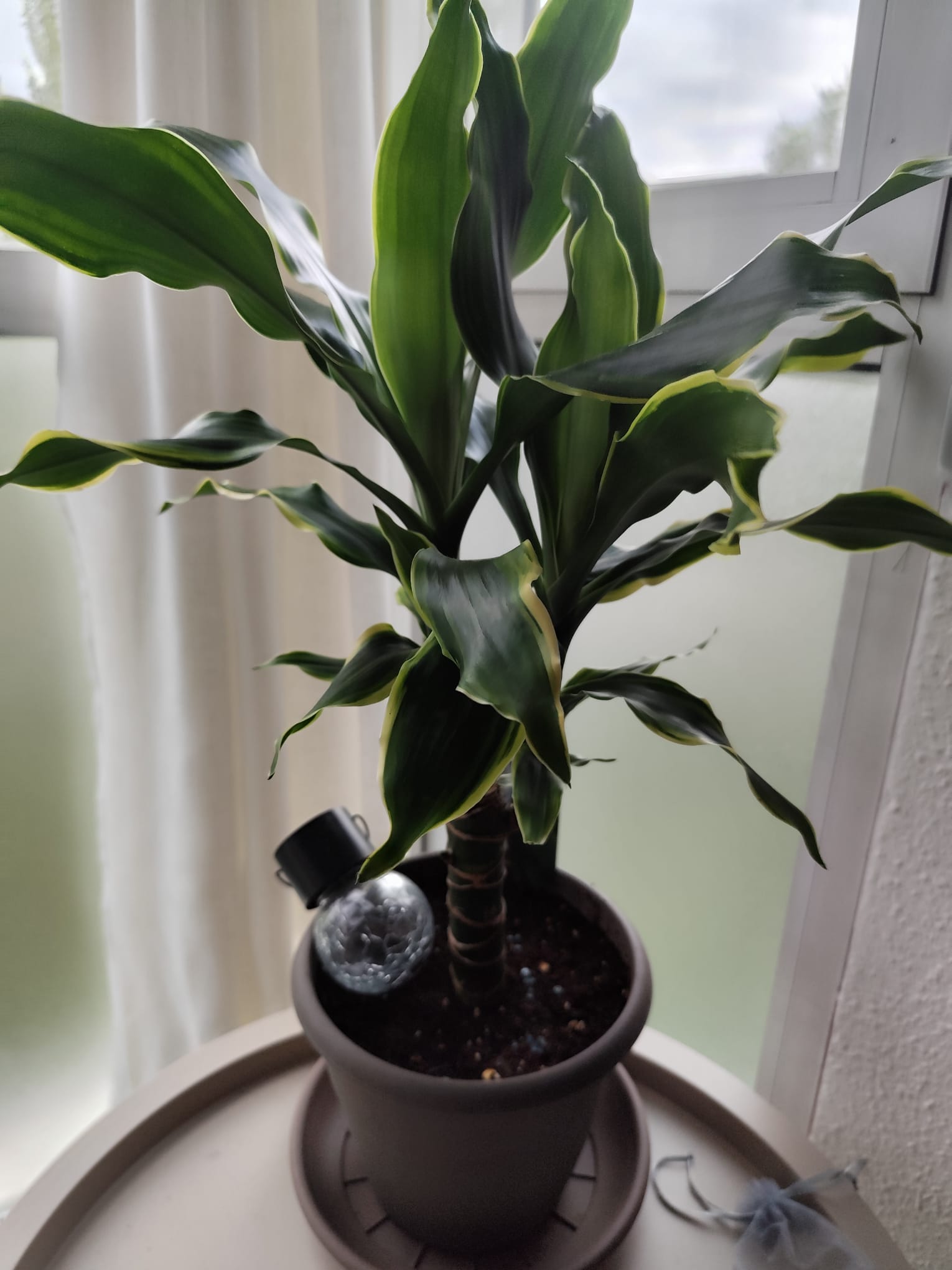 P023 Dracaena fragrans variegata