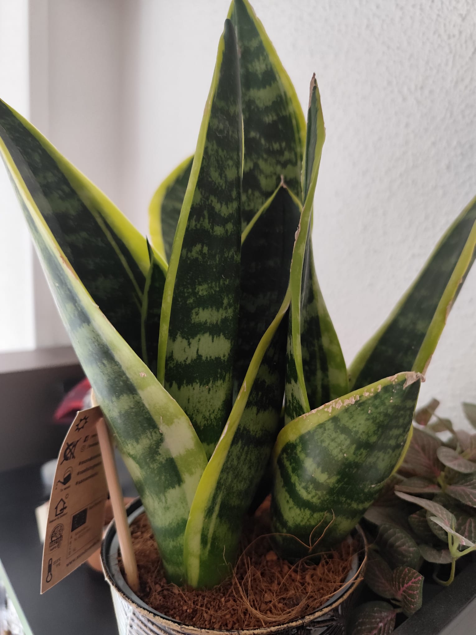 P024 Sansevieria laurentii