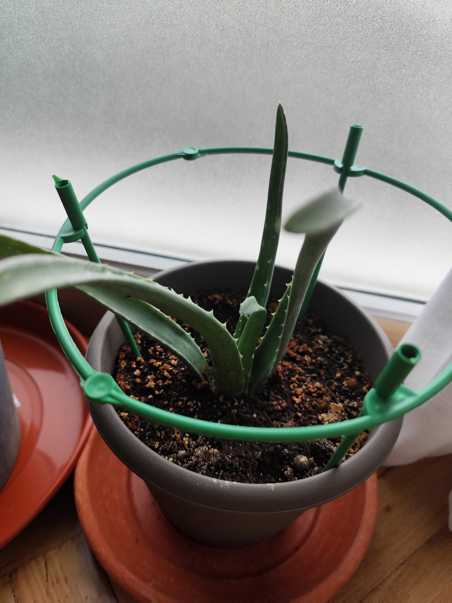 P026 Aloe vera 1