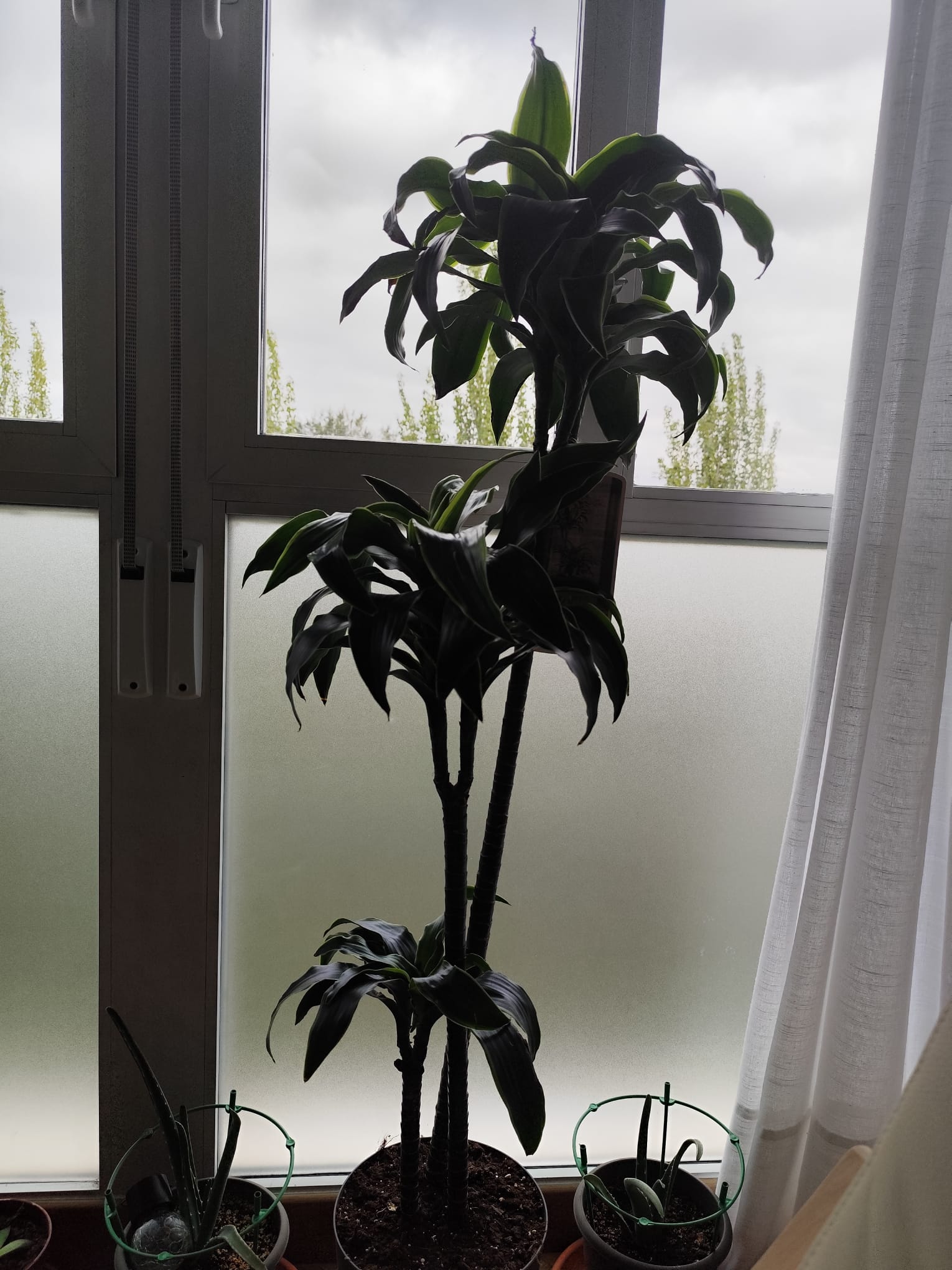 P027 Dracaena fragrans multicaña