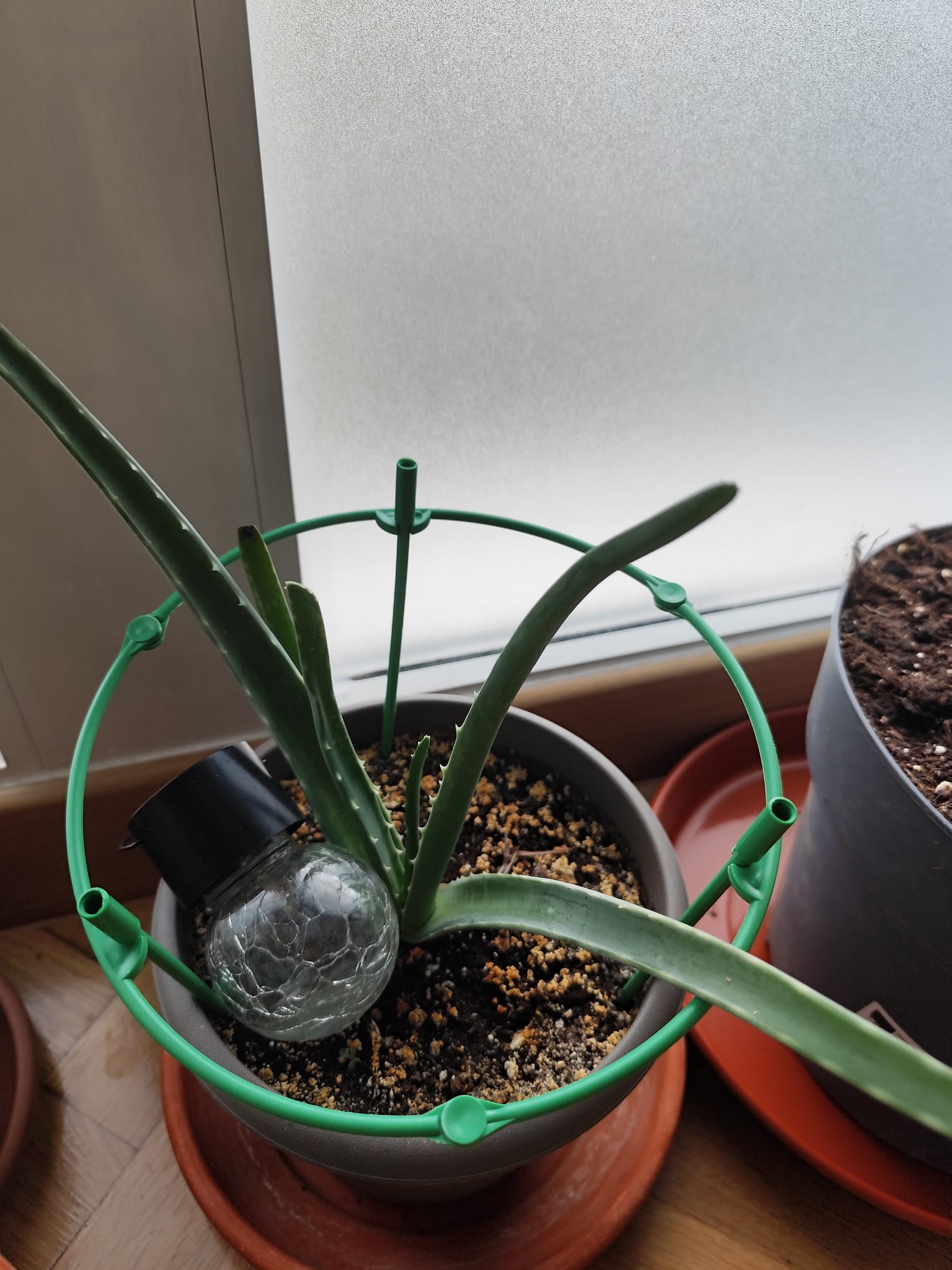 P028 Aloe vera 2