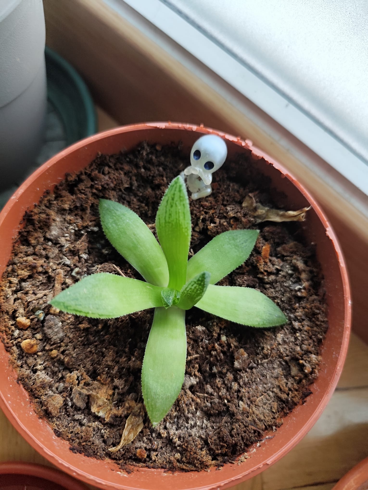 P017 Aloe juvenil