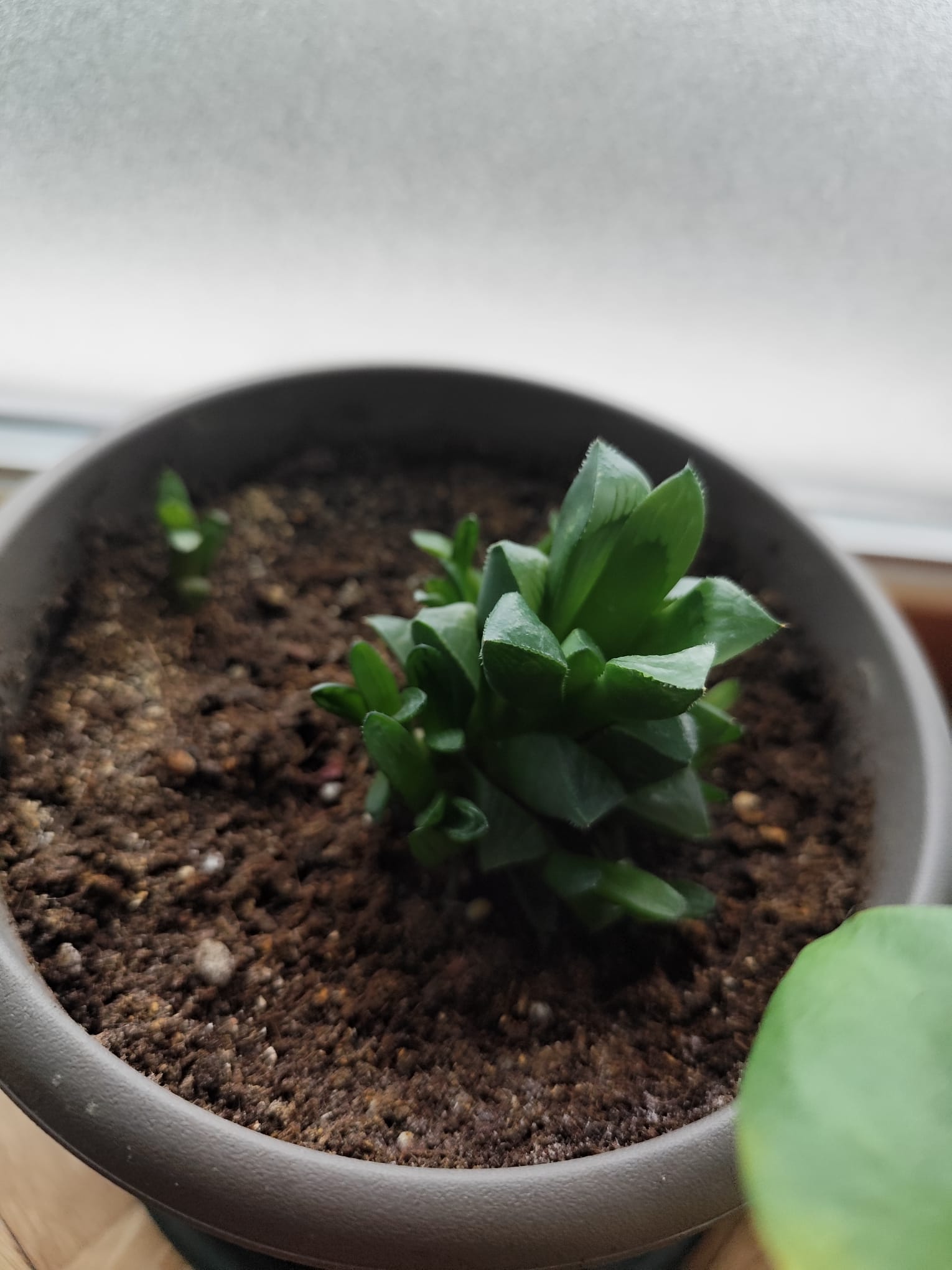 P018 Haworthia cooperi