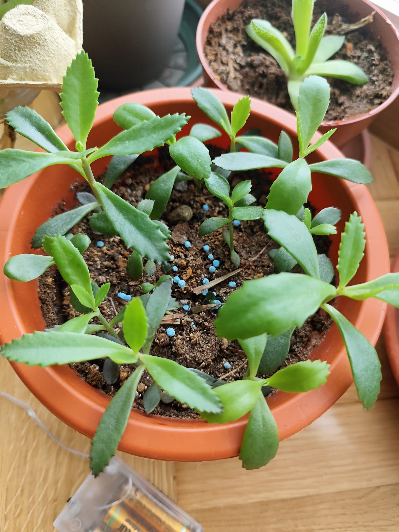 P019 Kalanchoe plántulas