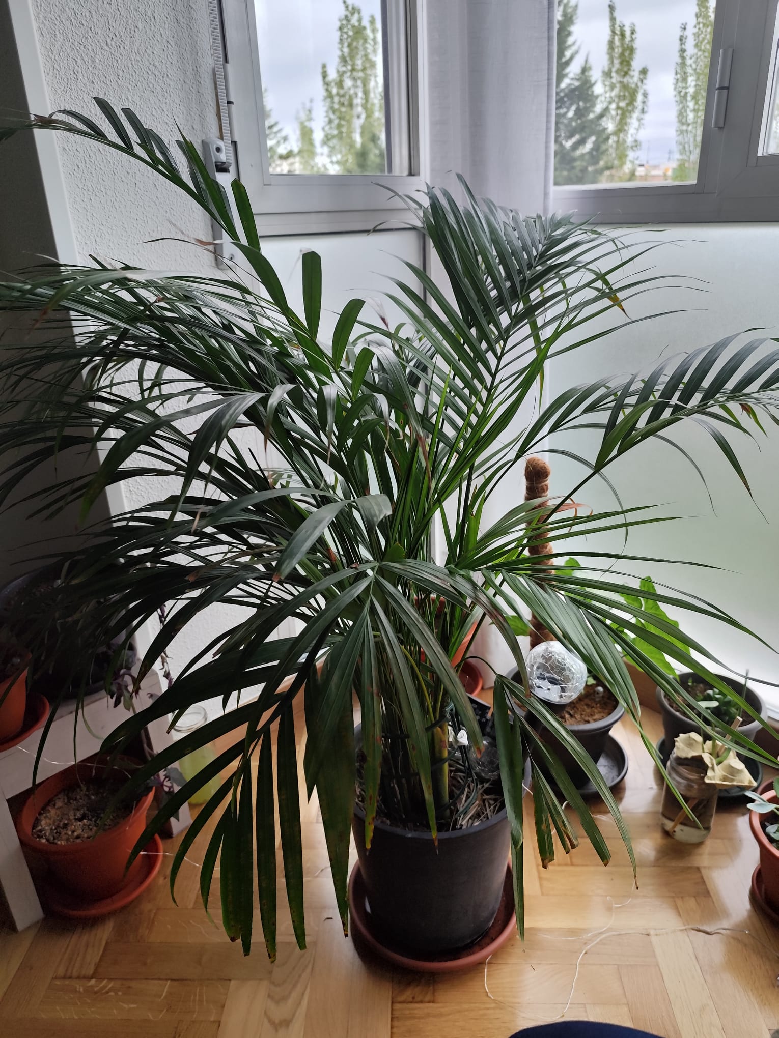 P020 Areca