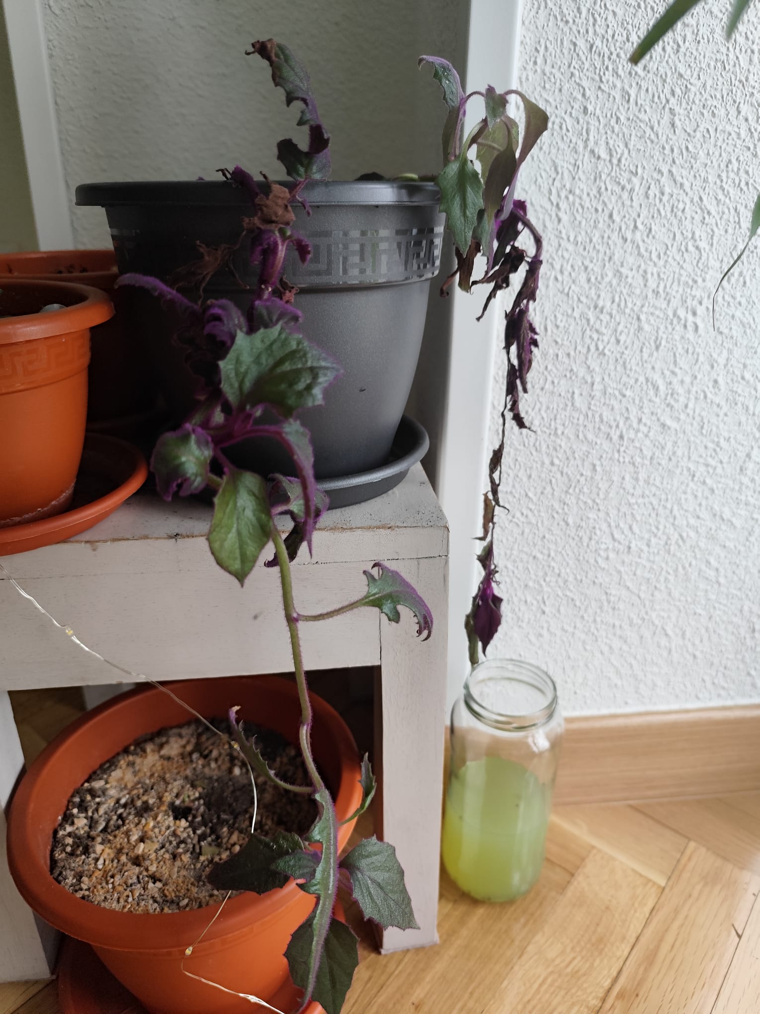 P021 Gynura aurantiaca
