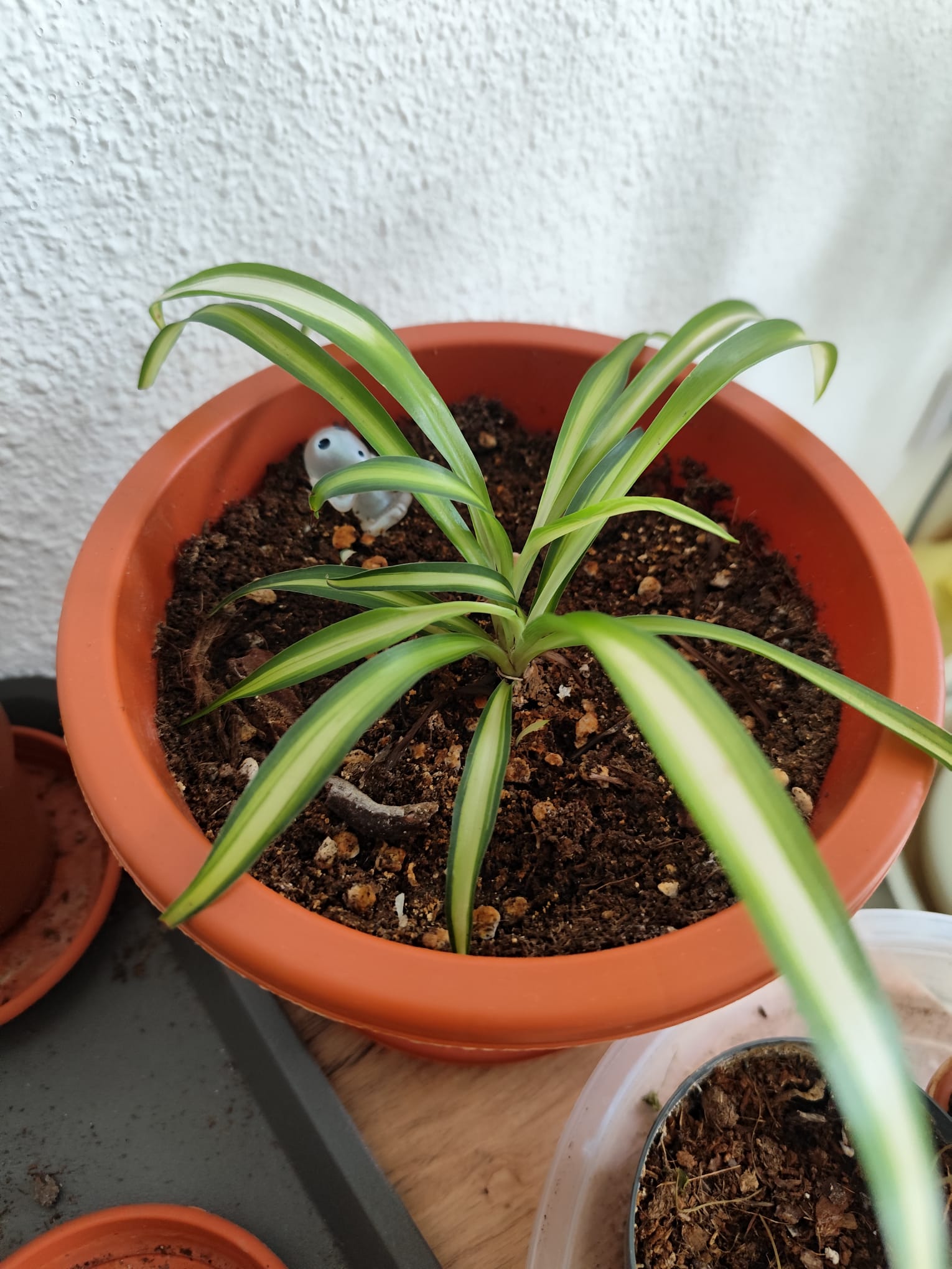 P012 Chlorophytum comosum