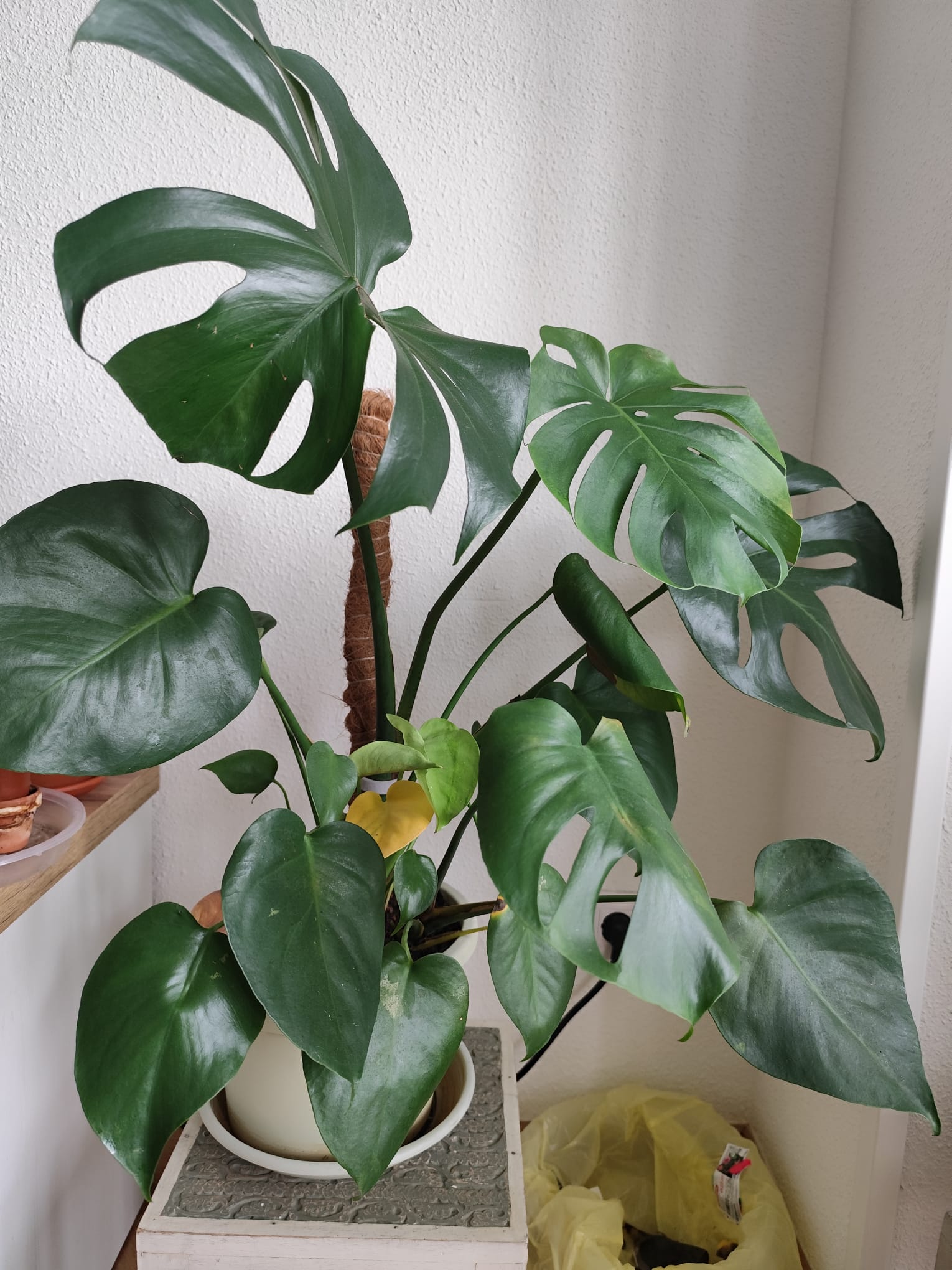 P013 Monstera deliciosa