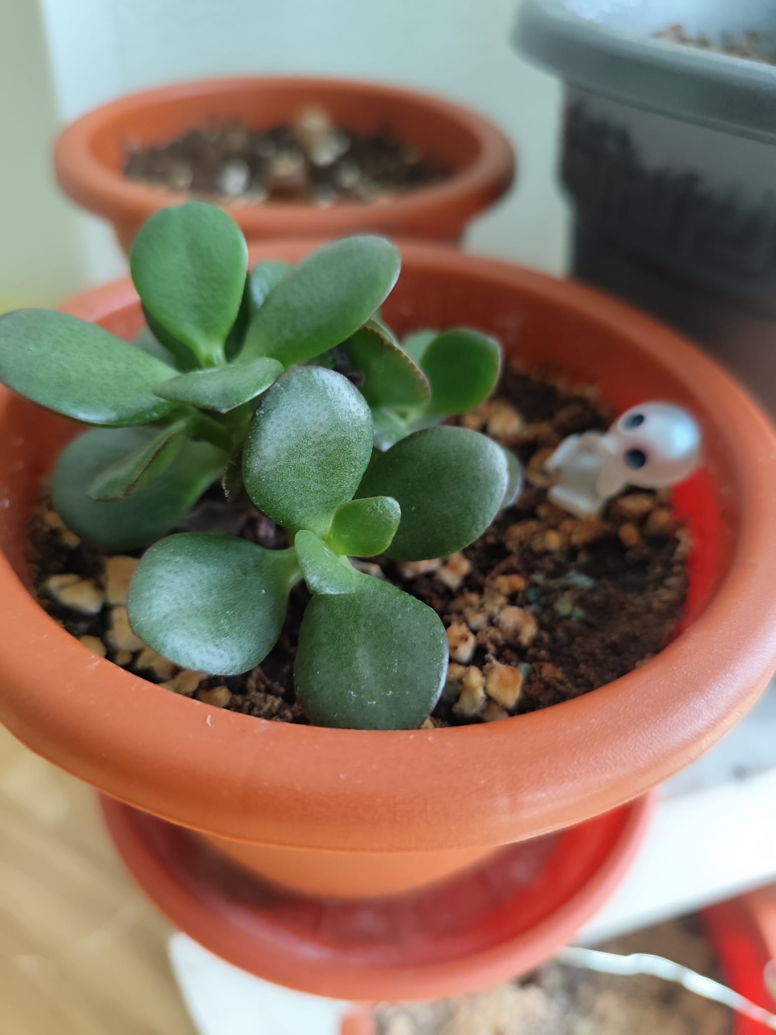 P014 Crassula ovata