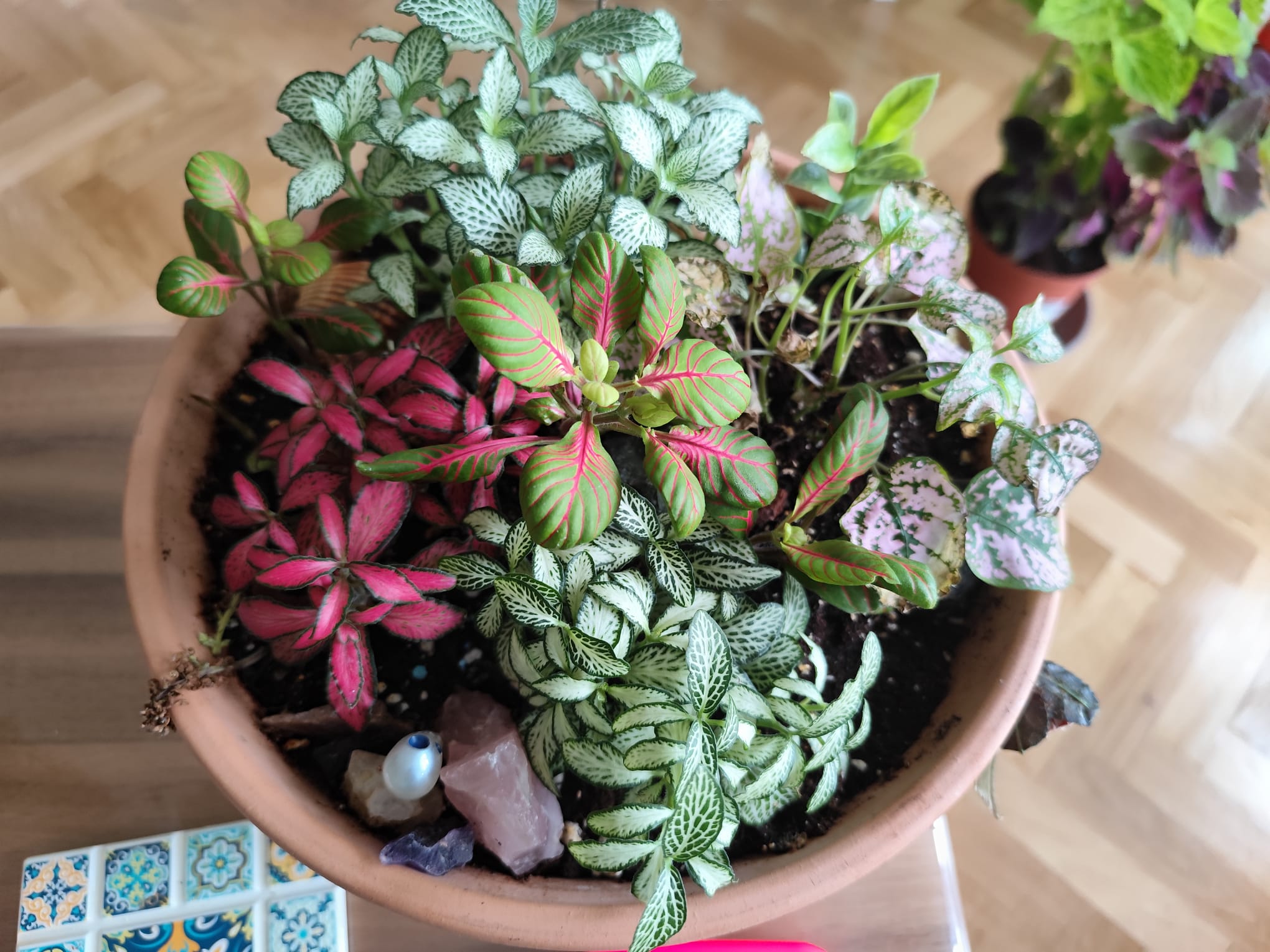 P015 Fittonia y Hypoestes mix