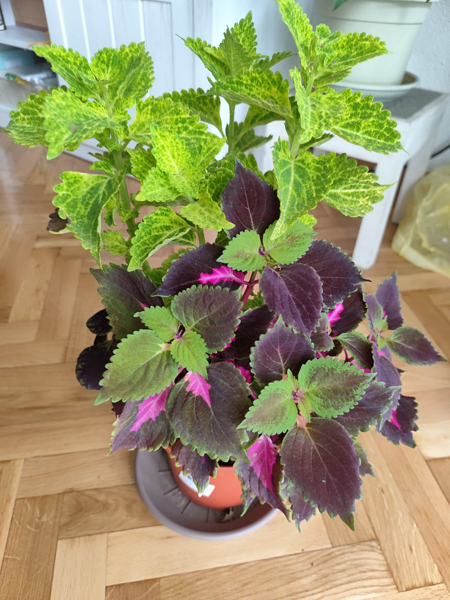 P016 Coleus blumei