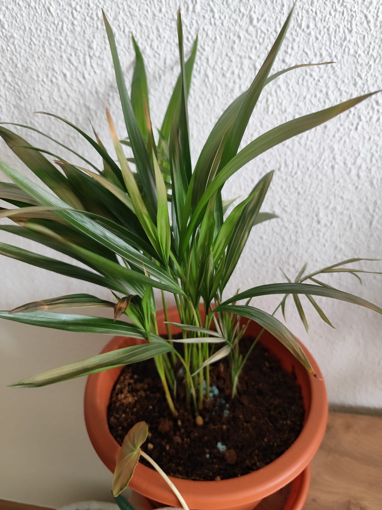 P002 Palmera de salón
