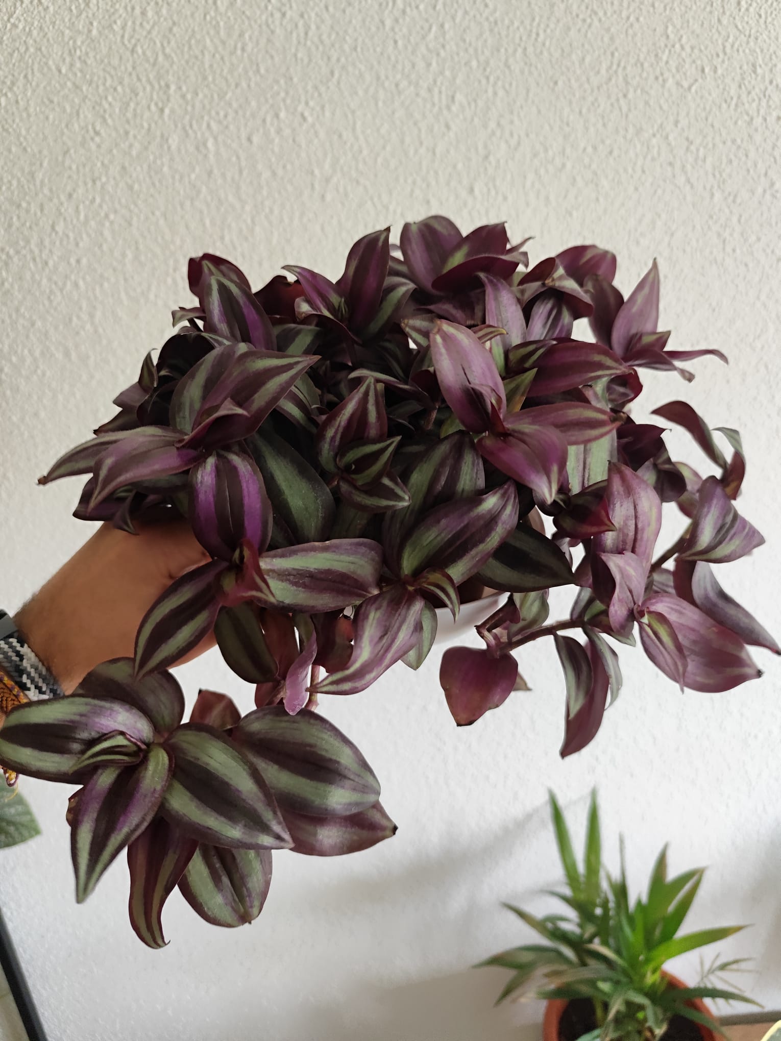 P003 Tradescantia zebrina