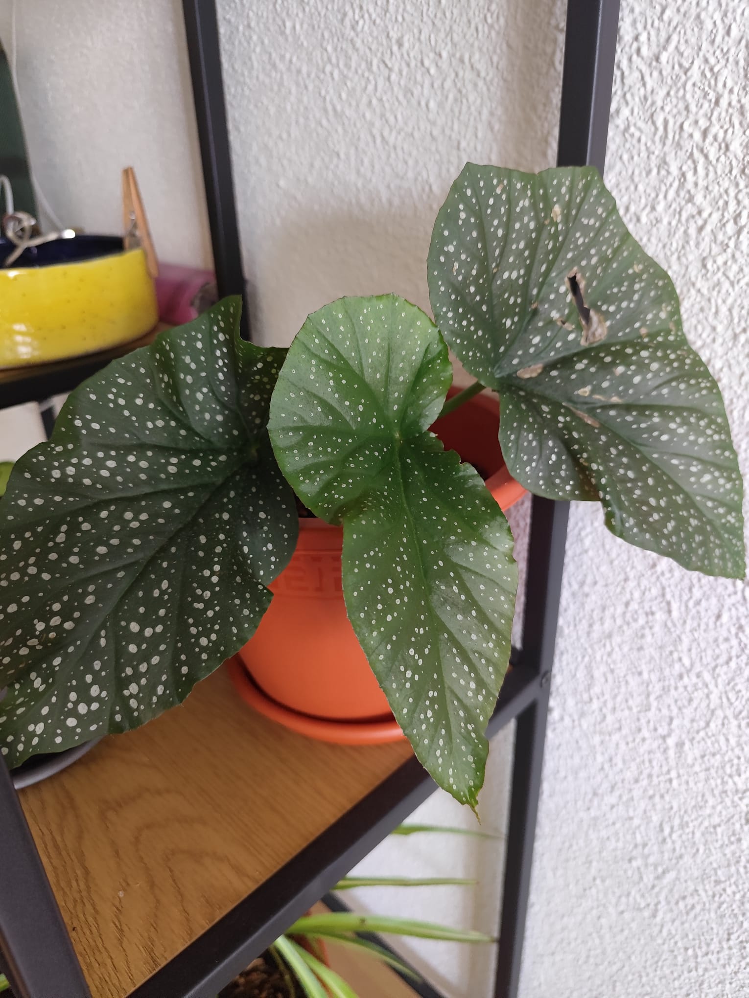 P005 Begonia maculata