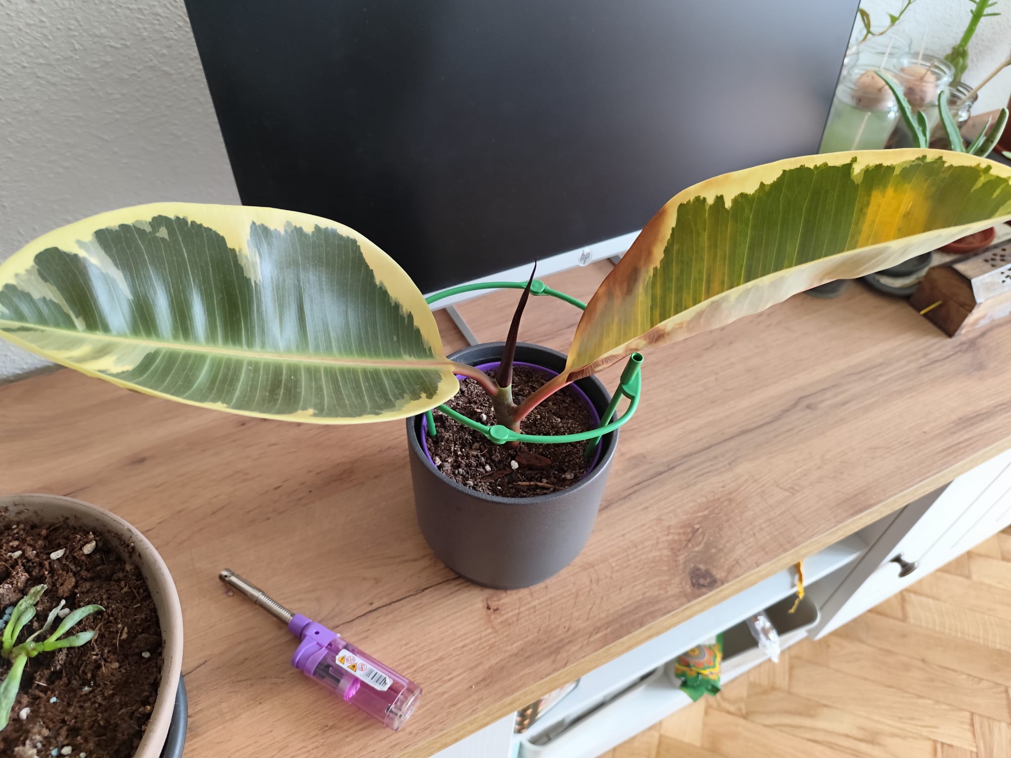 P006 Ficus elastica 'Tineke'