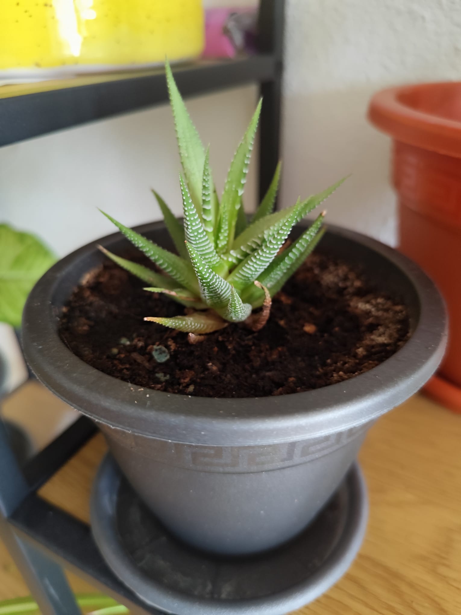 P007 Haworthia fasciata