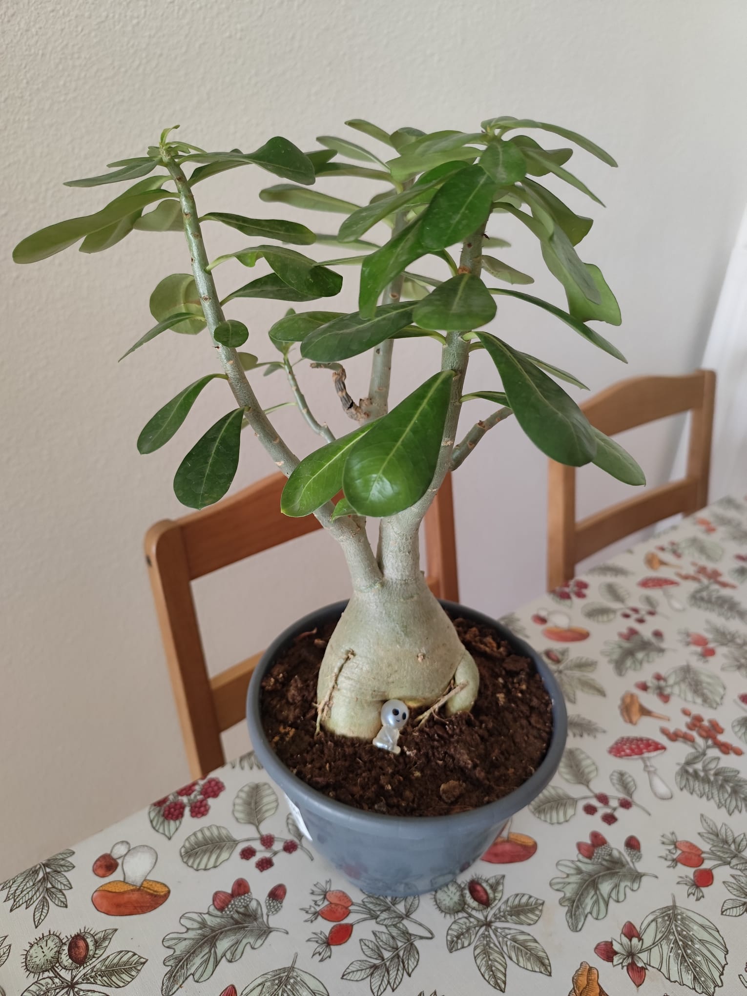 P009 Adenium obesum