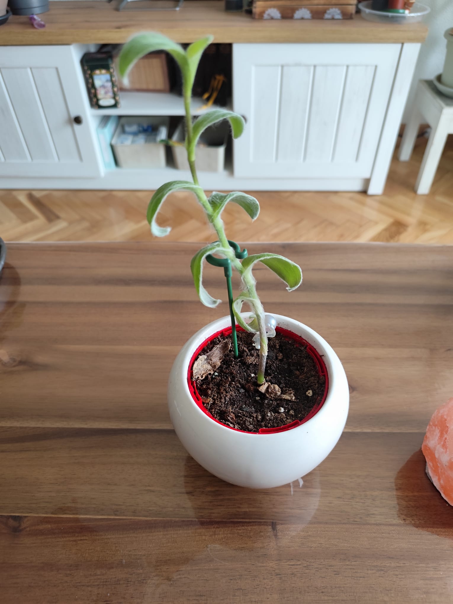P011 Kalanchoe tomentosa
