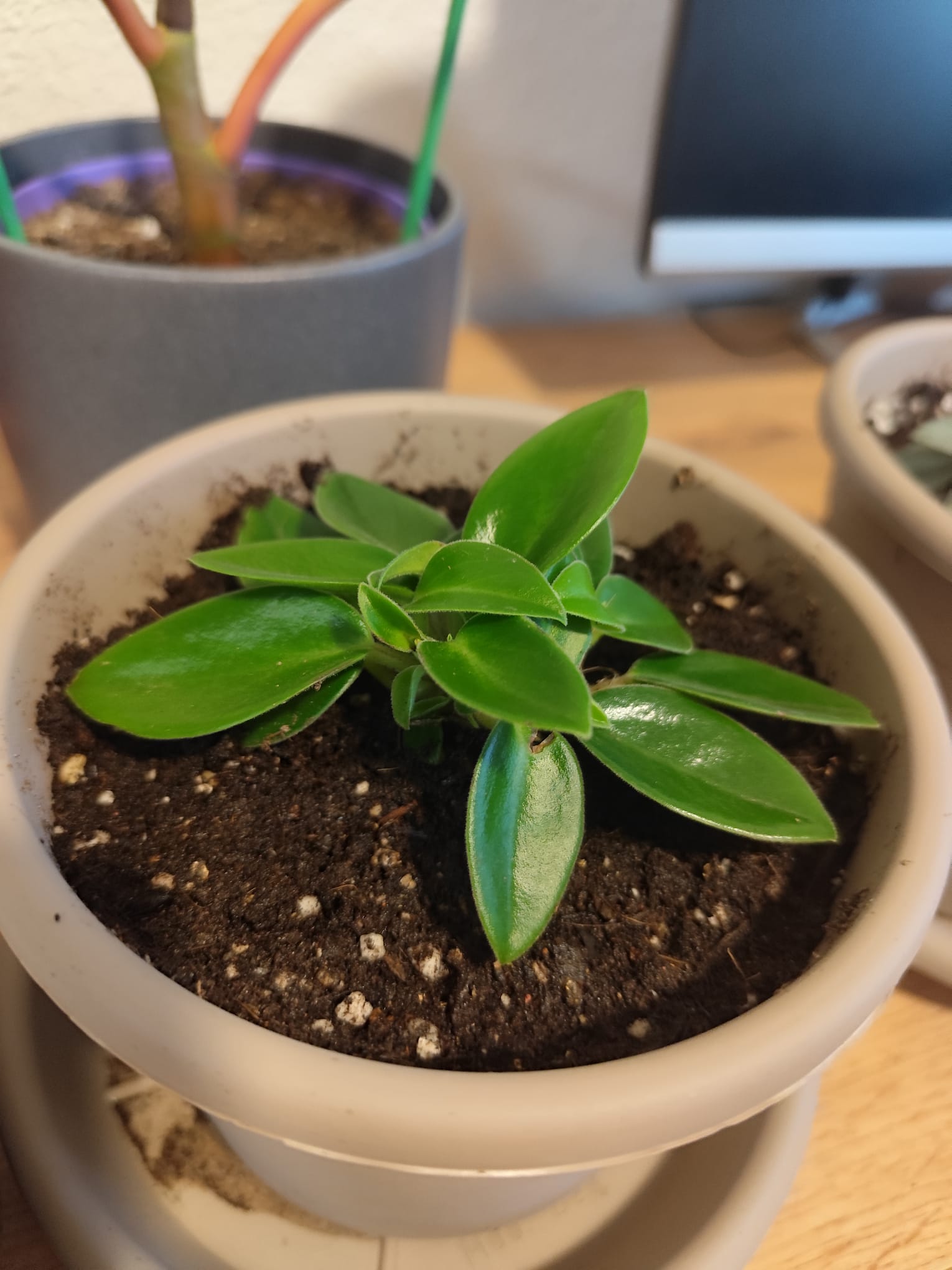 P030 Peperomia obtusifolia (verde)