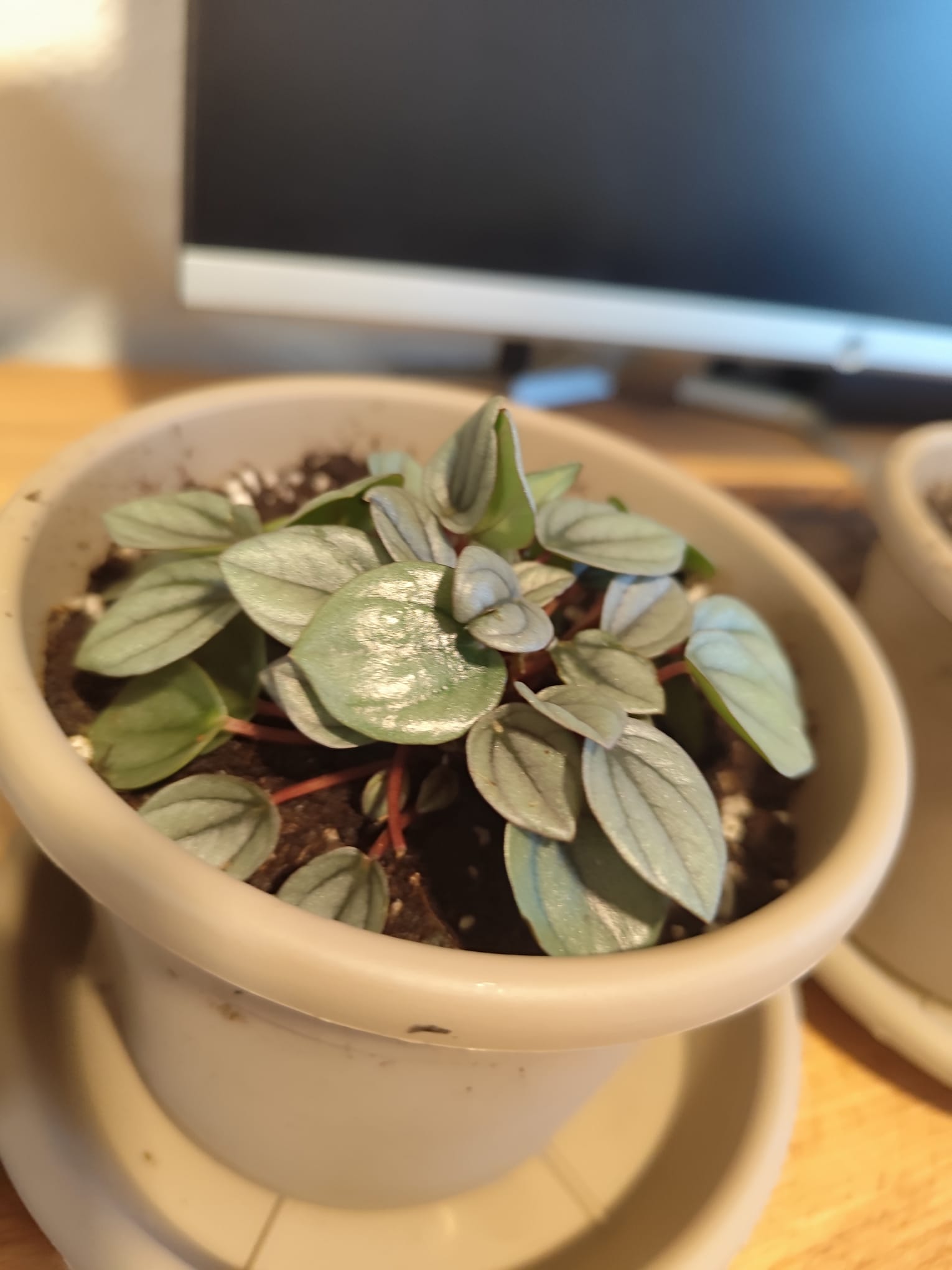 P031 Peperomia albovittata 'Piccolo Banda'