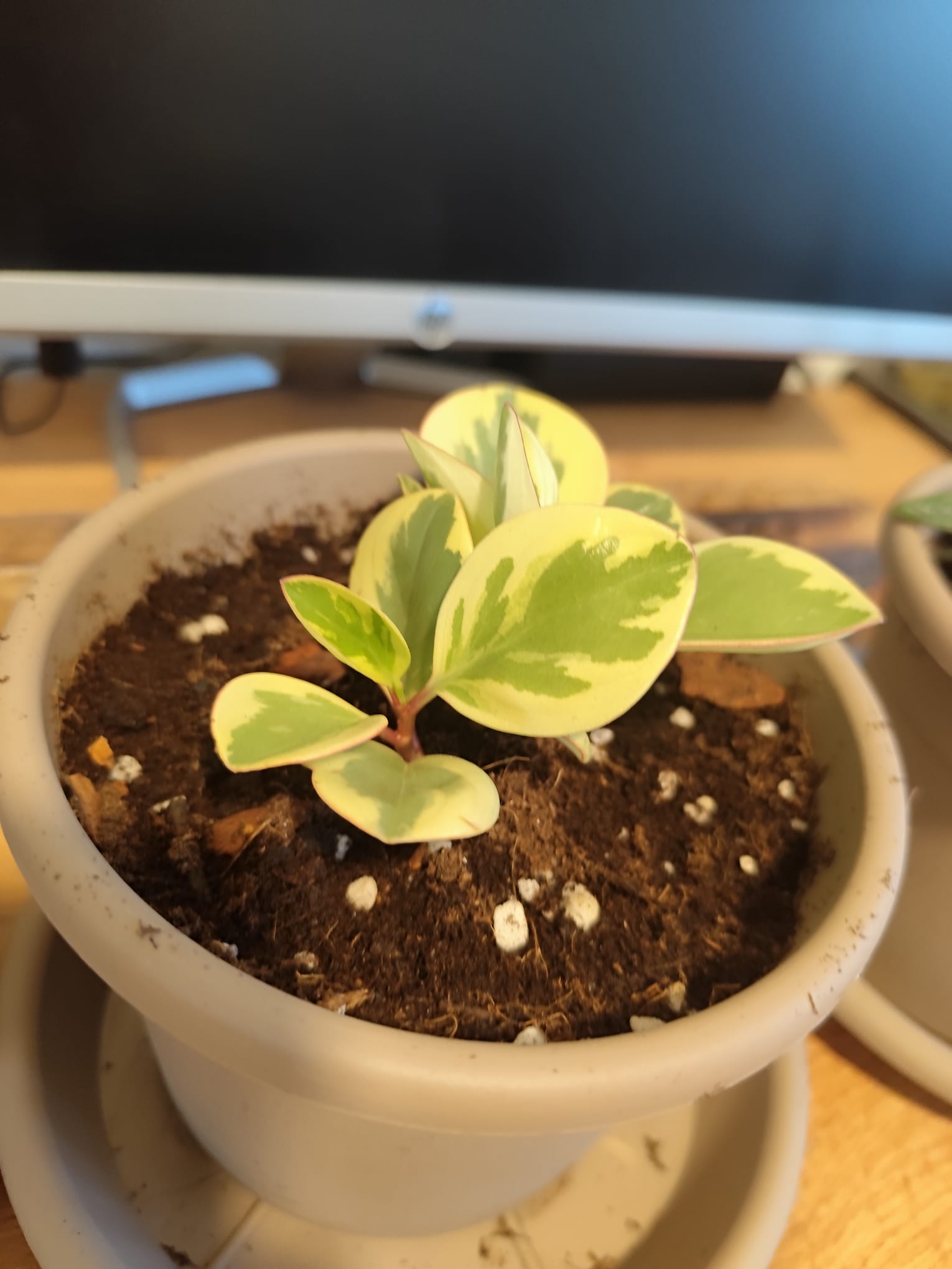 P032 Peperomia obtusifolia 'Variegata'