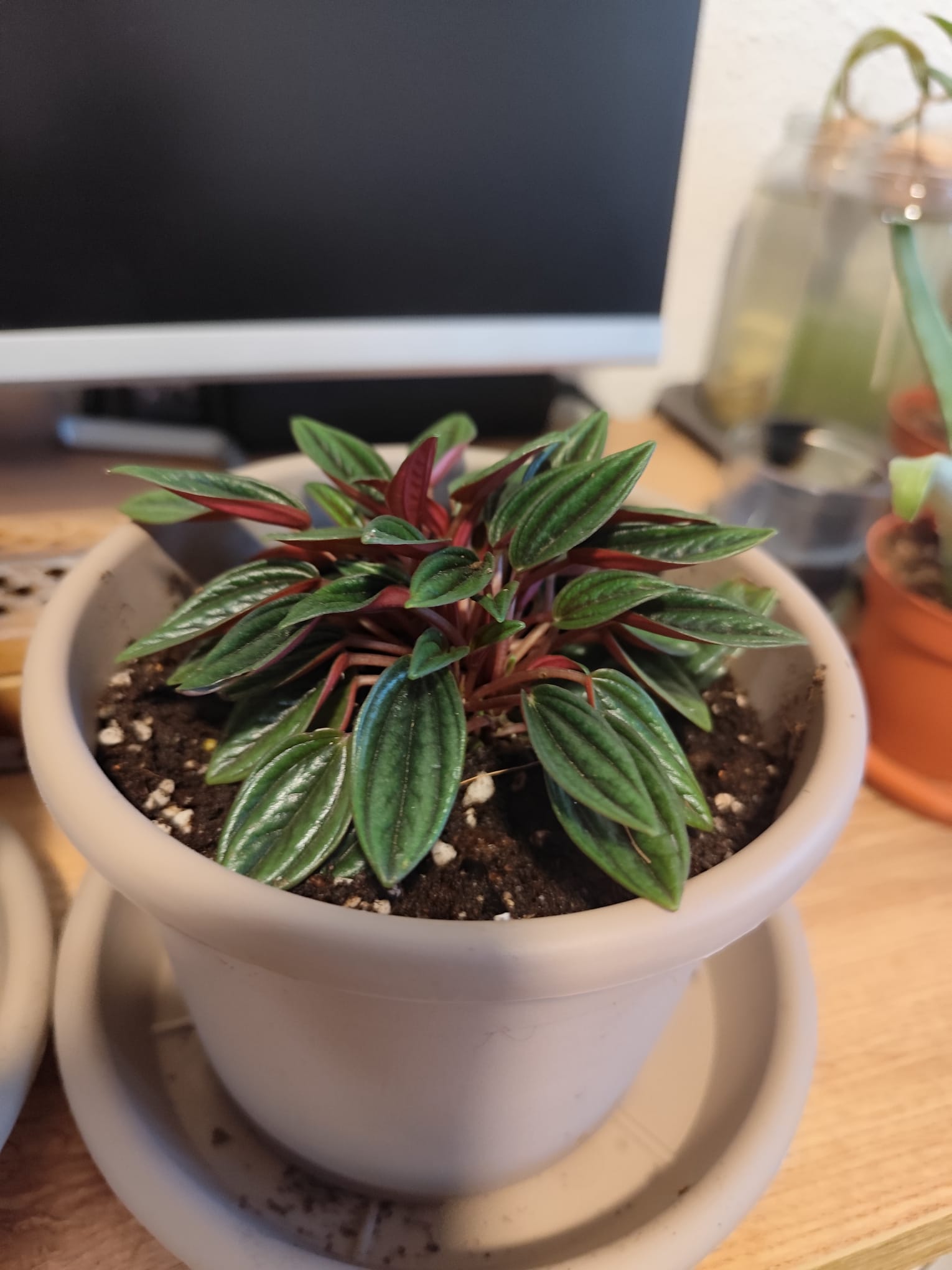 P033 Peperomia 'Rosso'