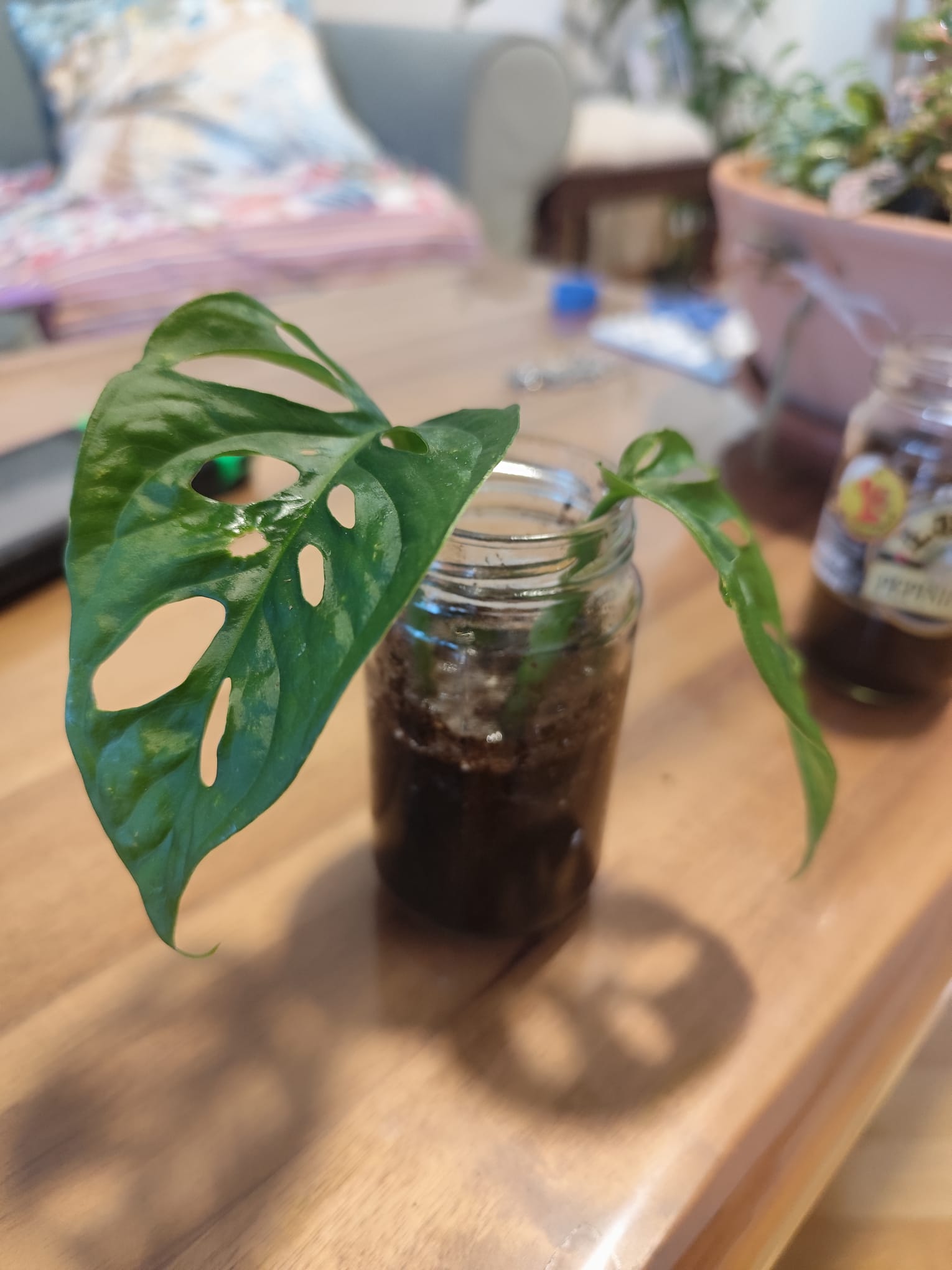 P034 Monstera adansonii (esqueje)